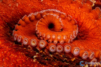 Sony A6700 Underwater Review Sony A6700 Underwater Review