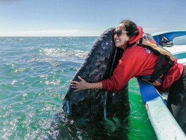 Travel with Bluewater, Pet a Whale! Travel with Bluewater, Pet a Whale!
