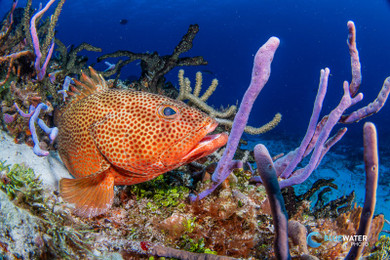 Bluewater Photo Sells Dive Gear Bluewater Photo Sells Dive Gear