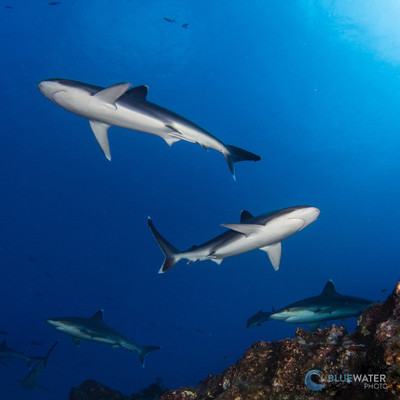 Socorro Manta & Shark Madness Liveaboard Trip Feb 2025