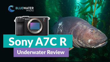 Sony A7C R Underwater Review Sony A7C R Underwater Review