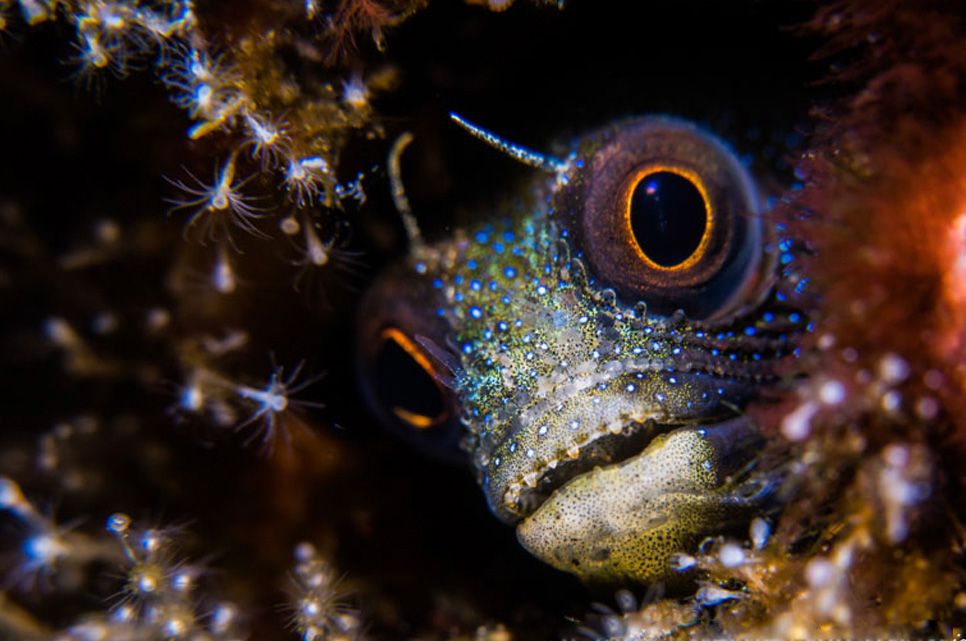 Buyers Guide Image Buyers Guide Image