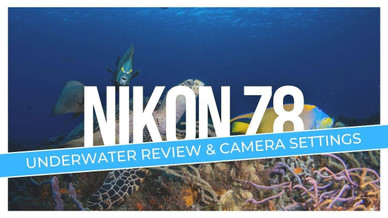 Nikon Z8 Underwater Video Footage Nikon Z8 Underwater Video Footage