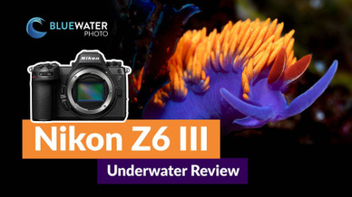 Nikon Z6III Underwater Review Nikon Z6III Underwater Review