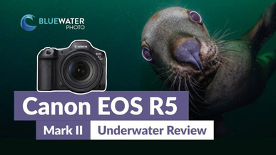 Canon R5 Mark II Underwater Review Canon R5 Mark II Underwater Review
